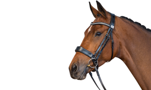 Fairfax Performance Bridle